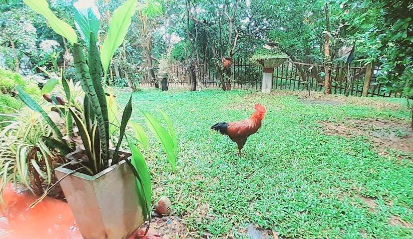 צימר Bamboo Home Stay Hiriketiya