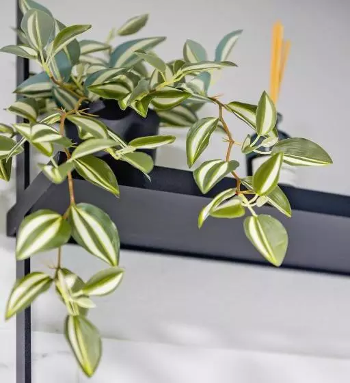 Majatalo Complex Acom