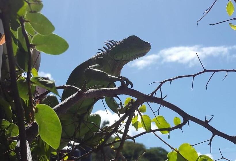 פנסיון Casa Romano Hostel