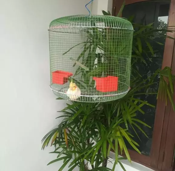 Aamiaismajoitus (B&B) Lovely Flowers In Mount Lavinia