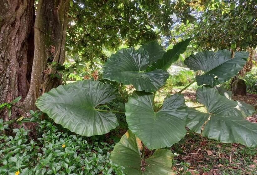 هتل Eco Lodge Village Temanoha