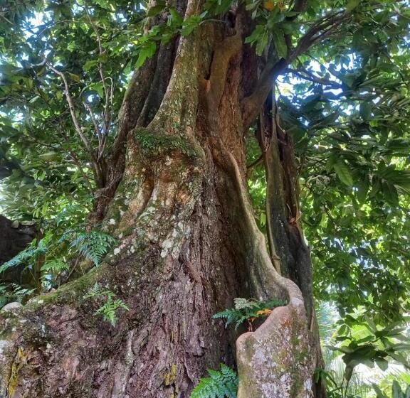 هتل Eco Lodge Village Temanoha