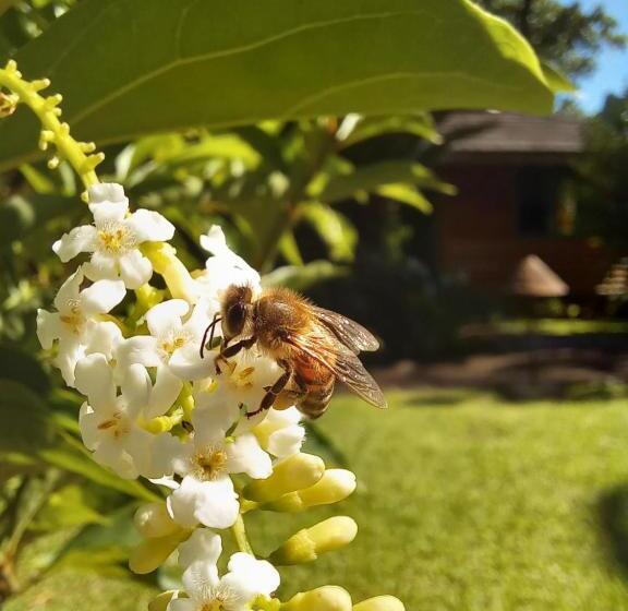 هتل Eco Lodge Village Temanoha