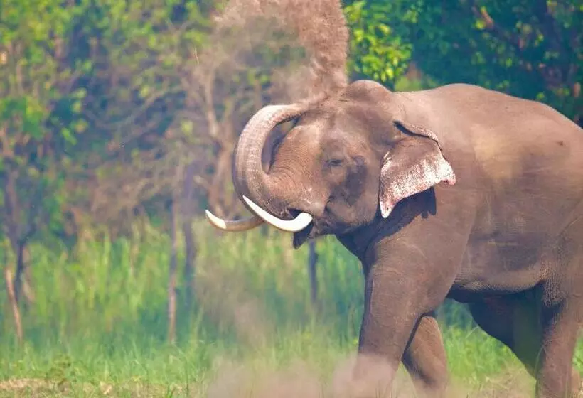 Lomakeskus Camp Tigerlily   Dudhwa