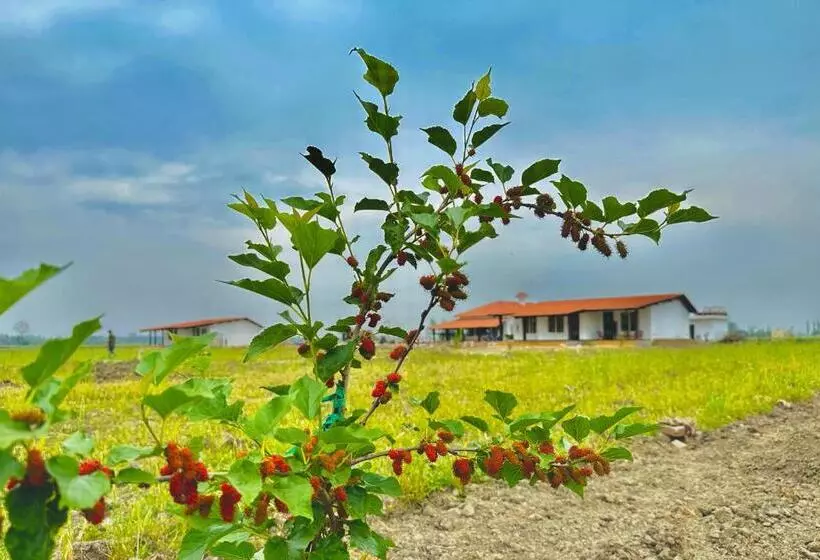 Lomakeskus Camp Tigerlily   Dudhwa