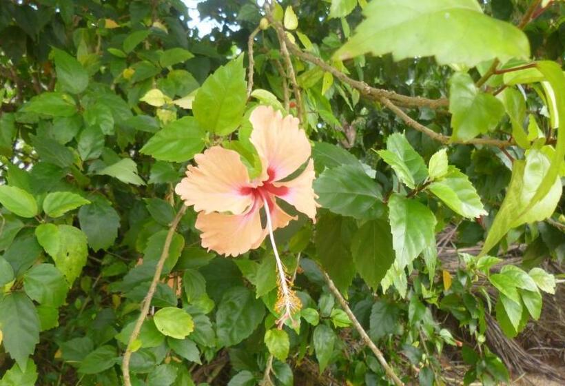 Executive Suites & Apartments Vip Services