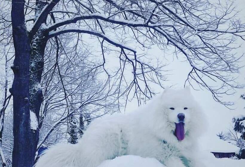 بنسيون Willa Dąbrówka