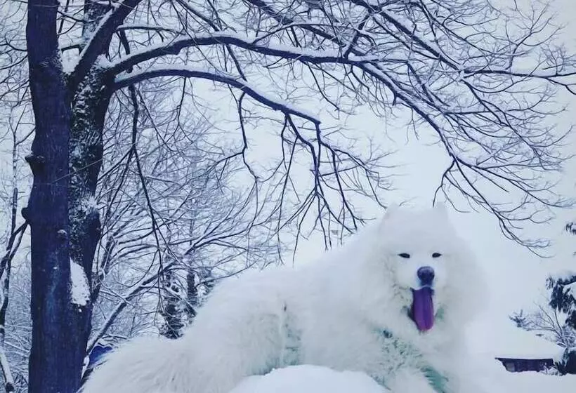 ペンション Willa Dąbrówka