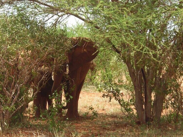 هتل Lily Palm Resort