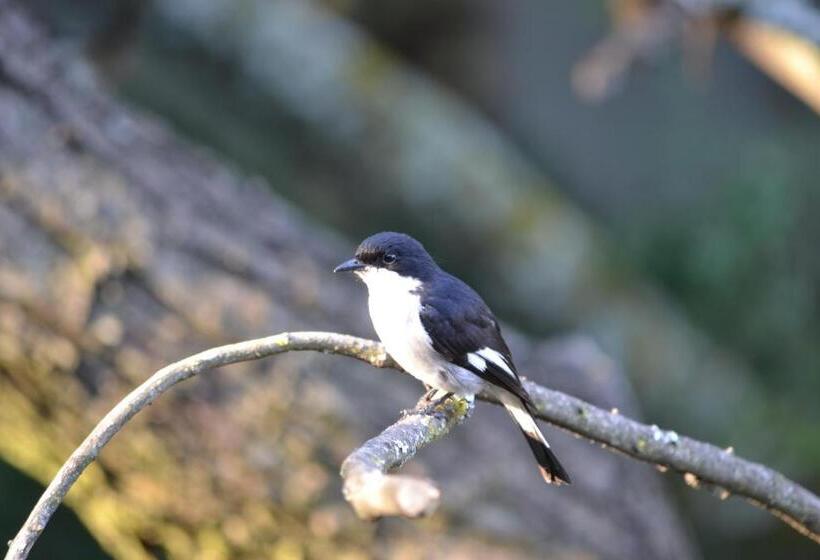 Lydall Wild Tranquil Garden Suites