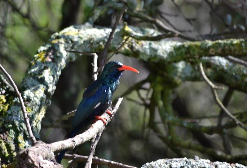 Lydall Wild Tranquil Garden Suites