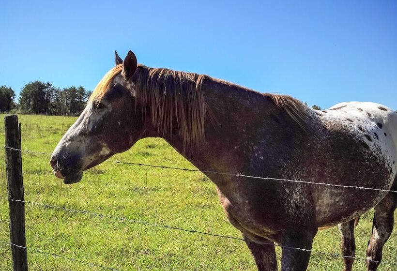 Sylvan Cabin On 73 Acres   Pond On Site!