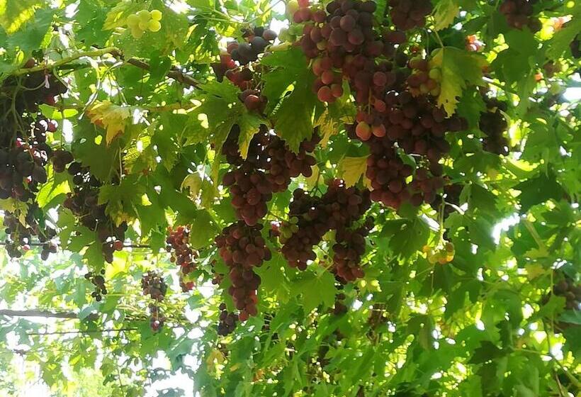 ペンション Vár Liget Vendégház