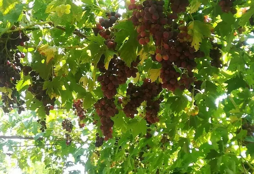 Majatalo Vár Liget Vendégház