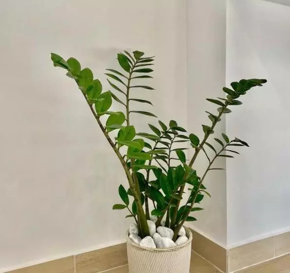 Aamiaismajoitus (B&B) Greco Rooms