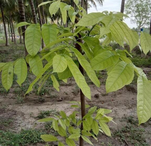 Hotel Royal Grande Farm Stay