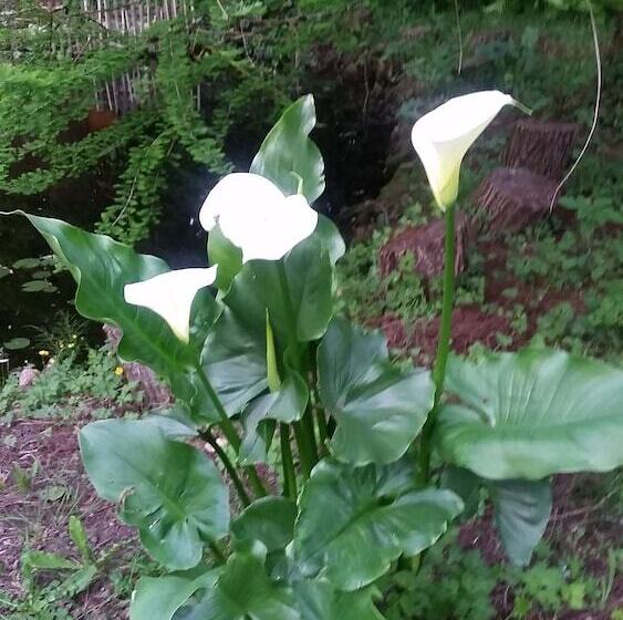 Bed and Breakfast Le Clos D'any