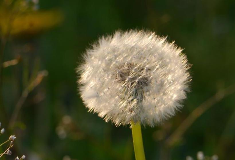 ホテル Raminorca Ferienwohnung   Frühstück Kann Man Bei Uns Dazu Buchen