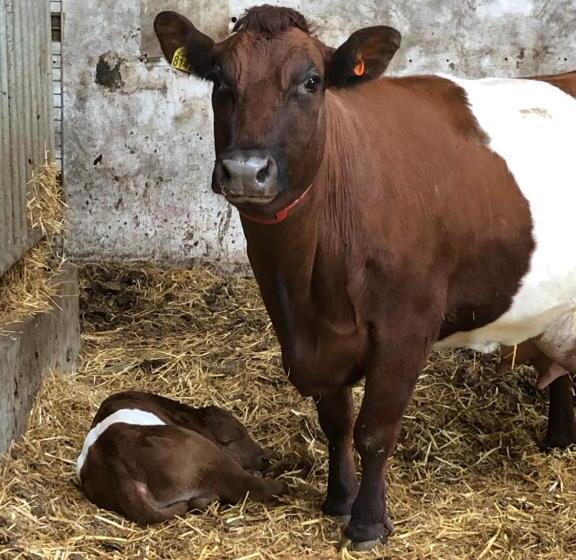 Bed and Breakfast Herberg Boerderij De Straat Hof