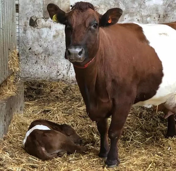 ベッドアンドブレックファースト Herberg Boerderij De Straat Hof