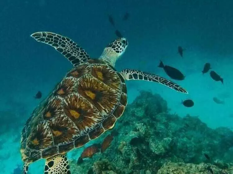 پانسیون Beach Stone