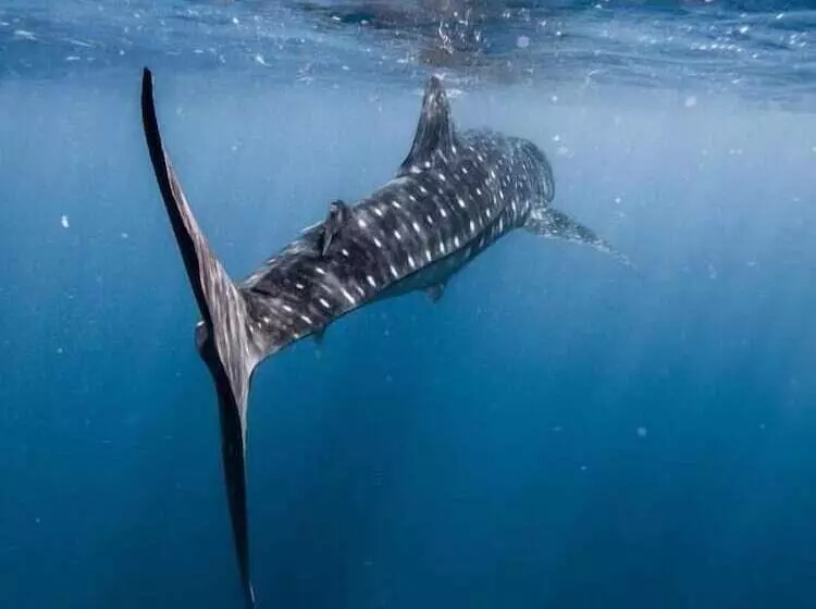 پانسیون Beach Stone