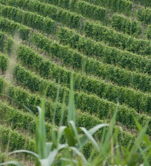 B&b Cascina Santa Gavi