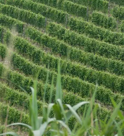 B&b Cascina Santa Gavi