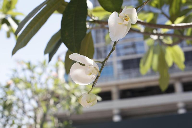 Hotel Four Points By Sheraton Surabaya, Tunjungan Plaza