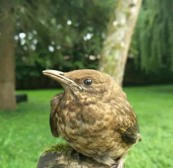 ベッドアンドブレックファースト Château De Seurre   No Boring People Please   O6 Io 66 95 83