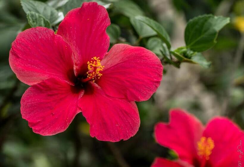 Hostal La Media Luna Palomino