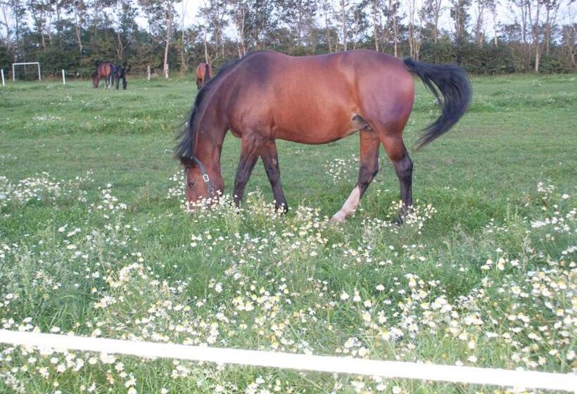 Holtegaard Bed & Breakfast