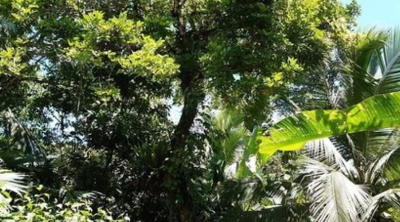 旅馆 Cabinas Algebra