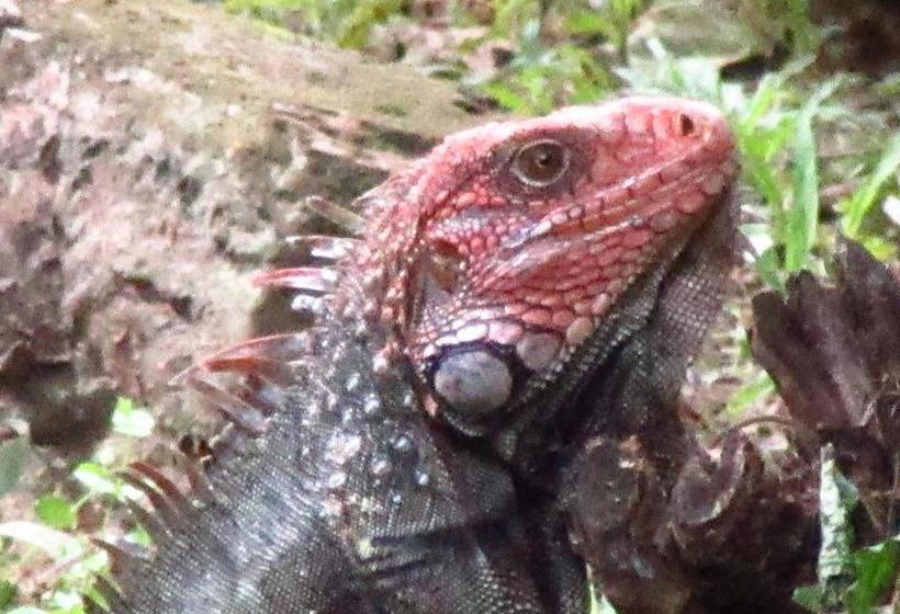 住宿加早餐  Natura Lodges