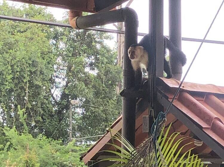 בית מלון כפרי Cabinas Pura Vida B&b Tour Operator