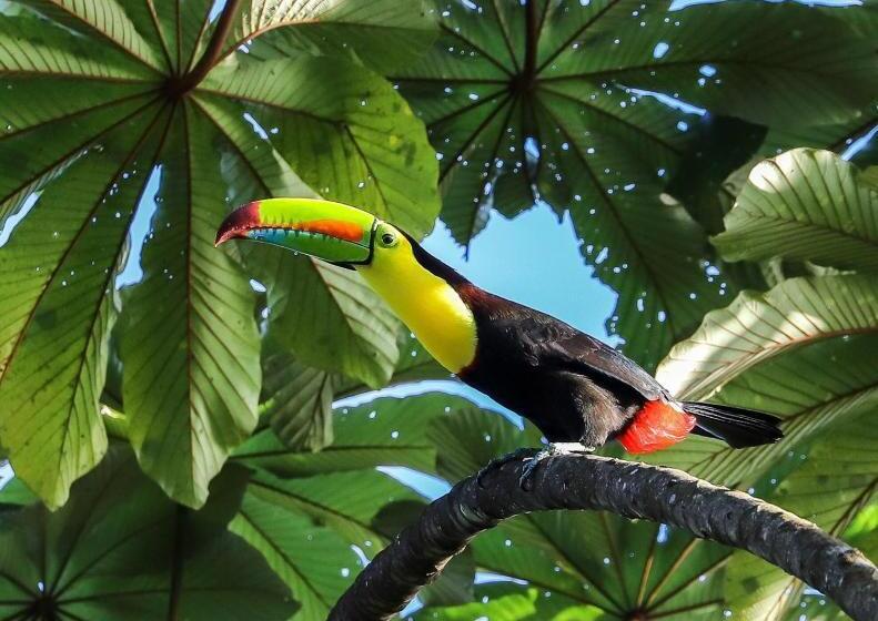 Отель Ola Bonita Beachfront Apart