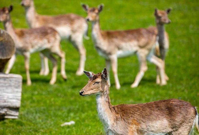 酒店 Sonnenhof Apartments