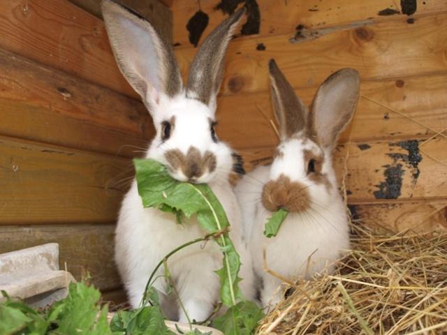 Landhotel Zum Honigdieb