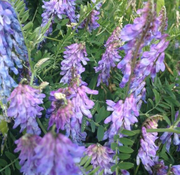 Landhotel Zum Honigdieb