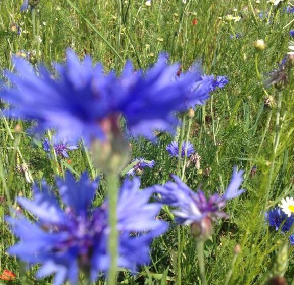 Landhotel Zum Honigdieb