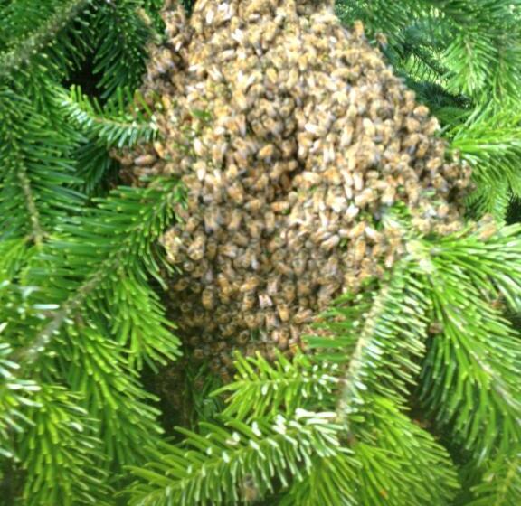 Landhotel Zum Honigdieb