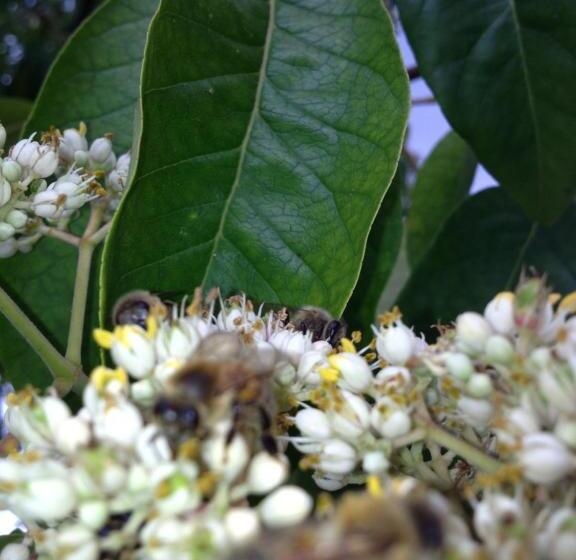 Landhotel Zum Honigdieb