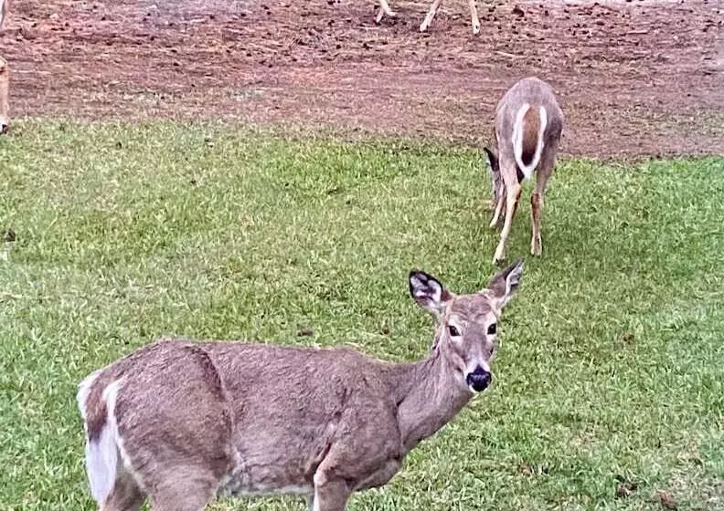 هتل Dream Haven Guest Ranch