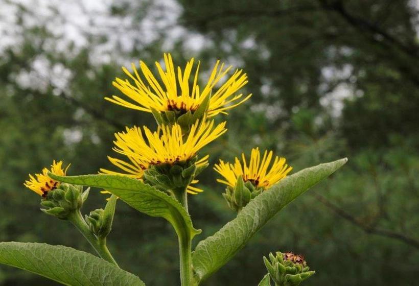فندق Jardins De L Achillée Millefeuille