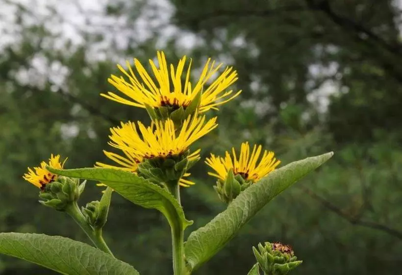ホテル Jardins De L Achillée Millefeuille