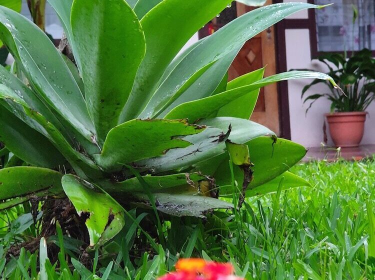 Turrialba Bed & Breakfast