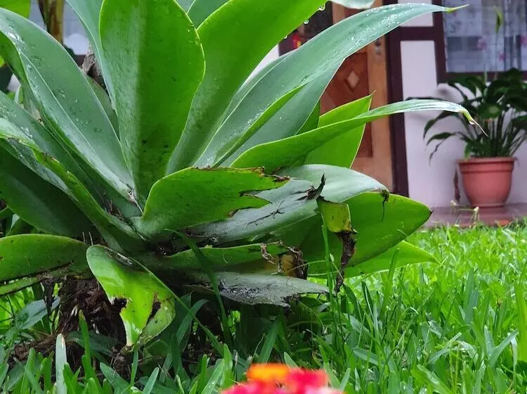 Turrialba Bed & Breakfast