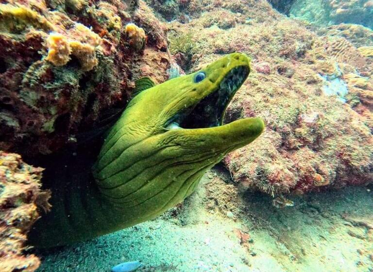 هتل Taganga Dive Inn