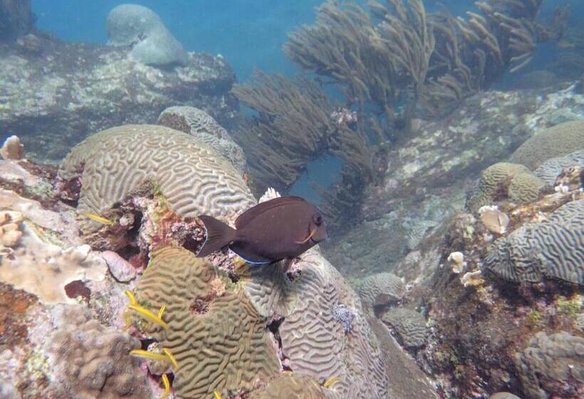 هتل Taganga Dive Inn