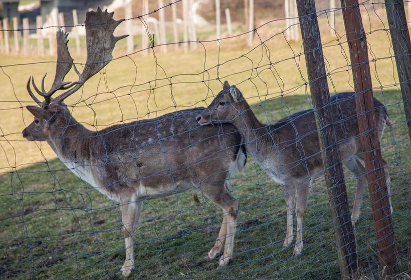 Chiemgau Hotel Viktoria